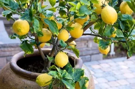 Mudas de arvores frutiferas para vaso