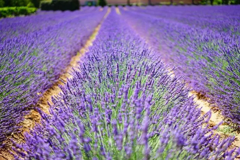 Mudas de plantas para paisagismo