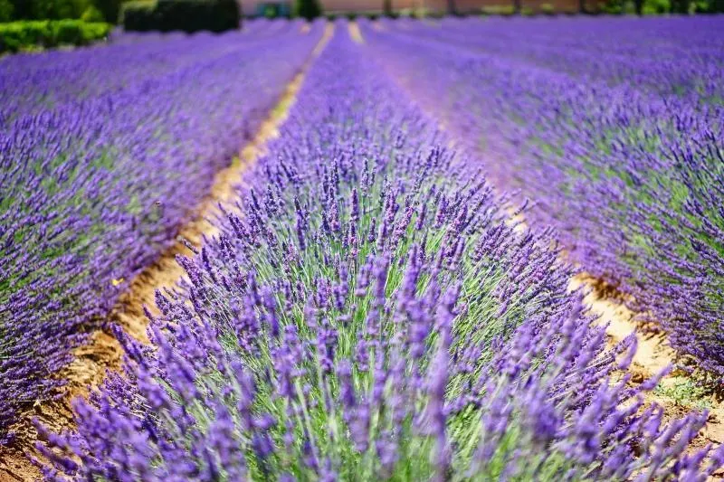 Paisagismo em valinhos