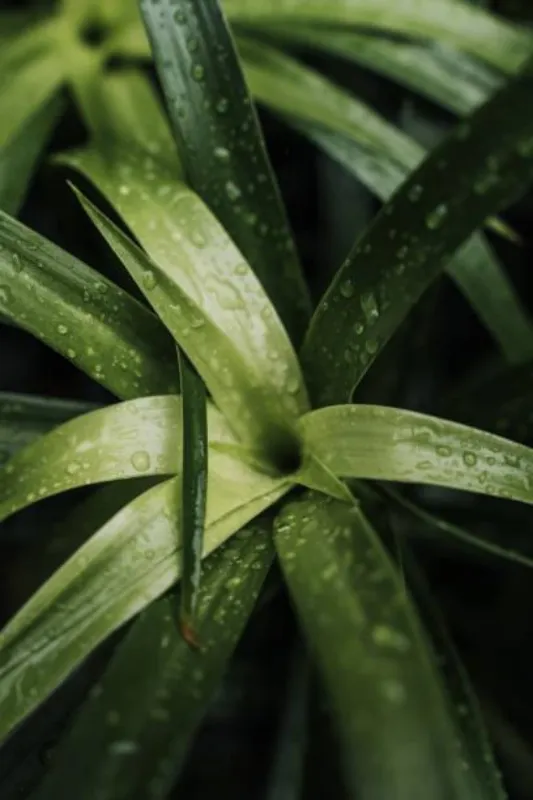 Plantas ornamentais para jardim em campinas
