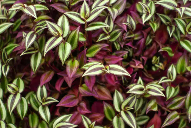 Plantas ornamentais para varanda